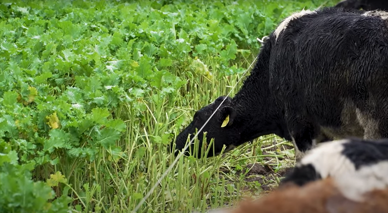 Global land area for grazing and fodder reduced by 191m hectares - FAO
