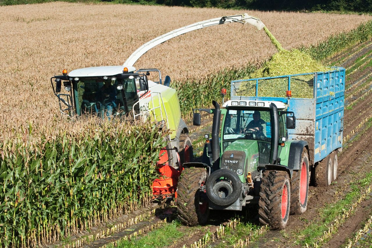 Maize crops have 'jumped out of the ground' since June