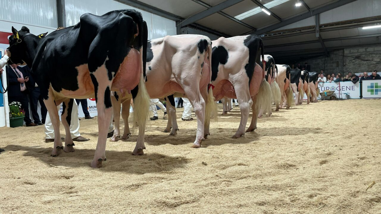 National Dairy Show judge unveiled