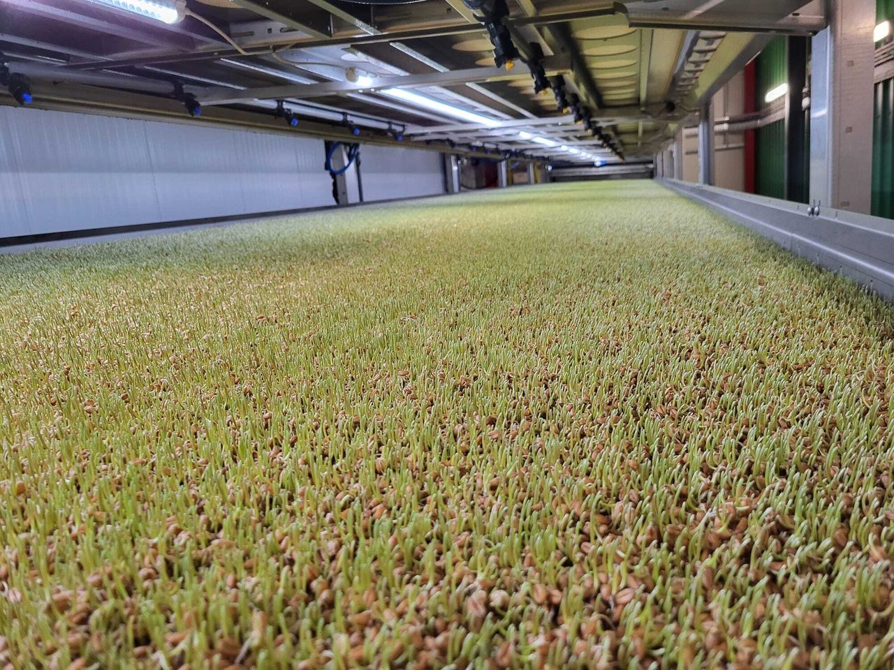 Agrotopia turning seed to high-protein feed