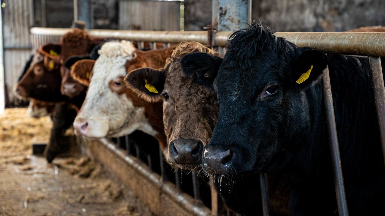 Muir urges NI farmers to opt in to Beef Carbon Reduction Scheme