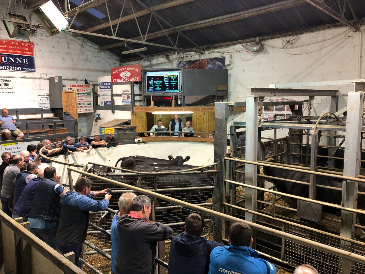 Heavy bullocks approach €3,000 at Carnaross Mart