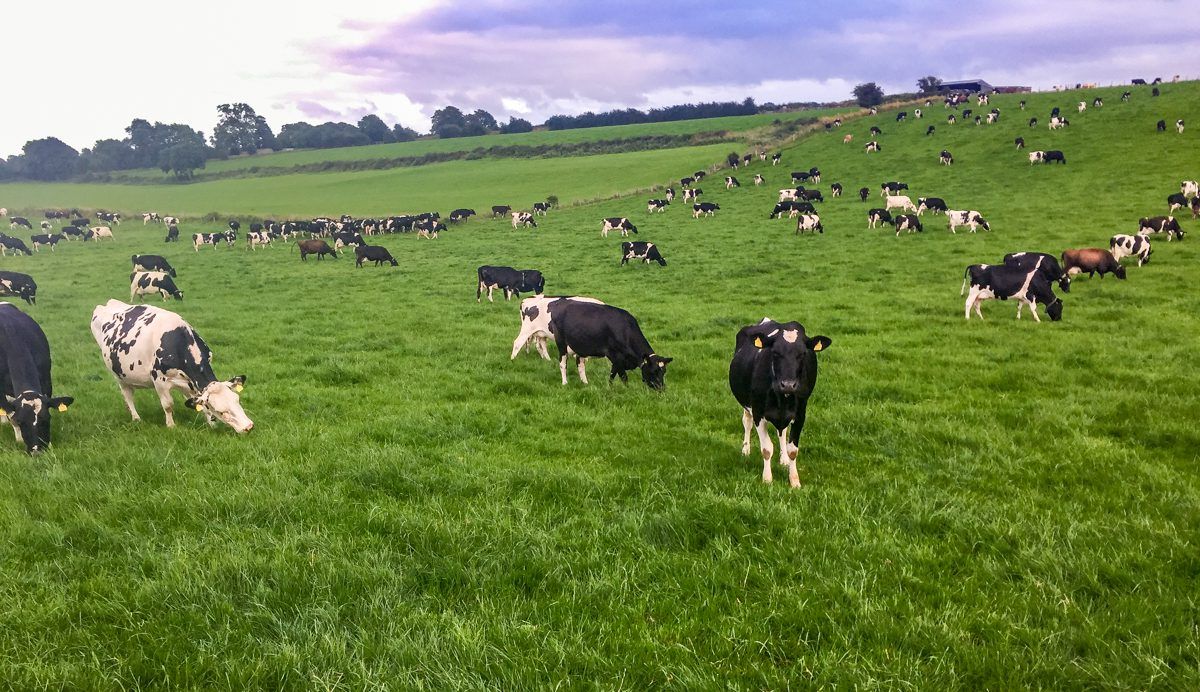 Dairy focus: Catching the 'grazing bug' in Co. Roscommon