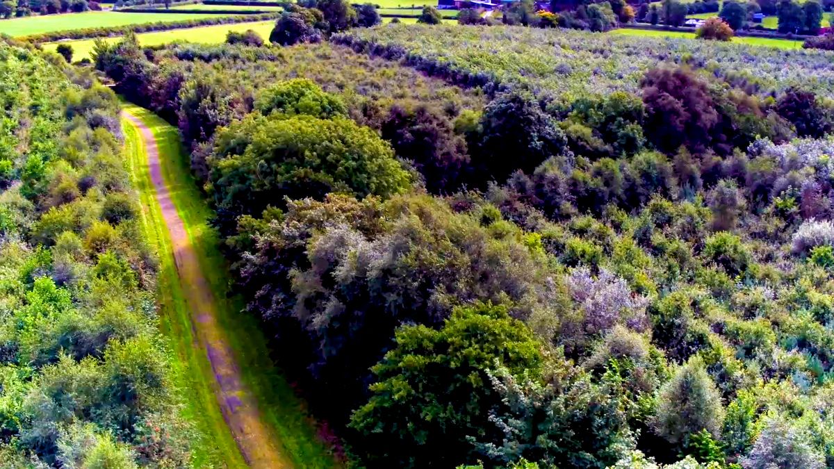 Discussions on Ireland's forestry strategy continue