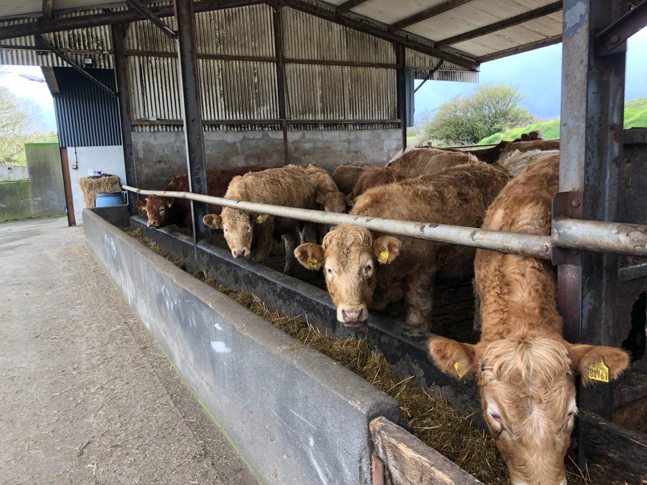 Factory quotes: Price rise sees heifers at €5/kg base