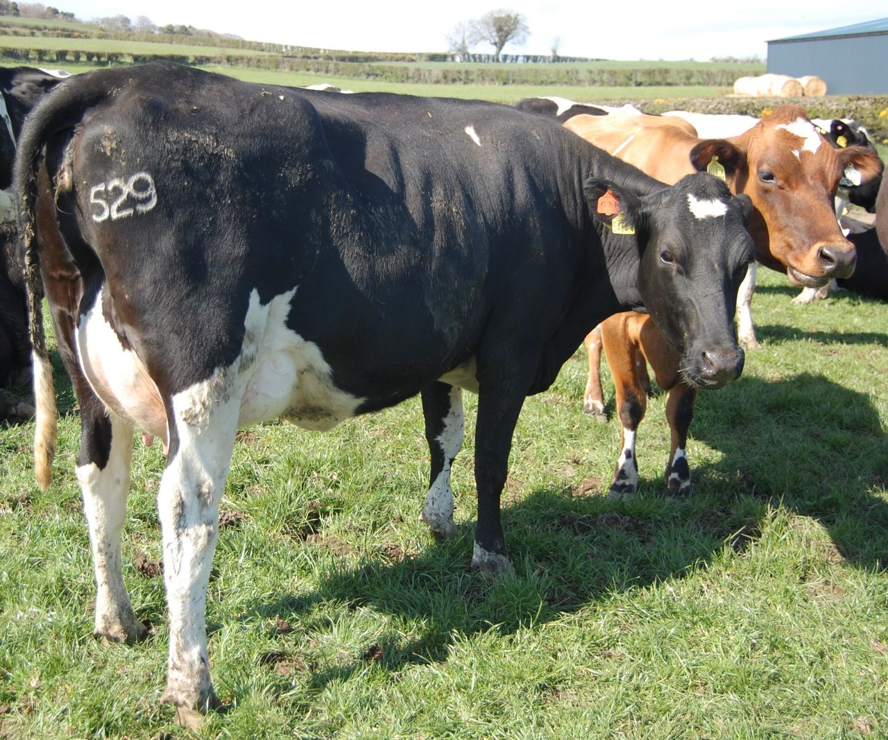 Dairy cull up 7% in Northern Ireland - LMC
