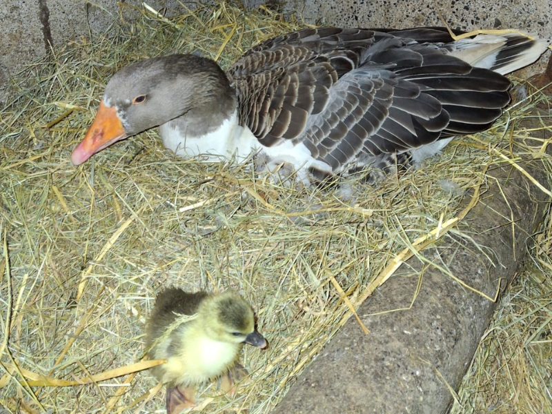 Offaly farmer claims to own a 'record-breaking' goose