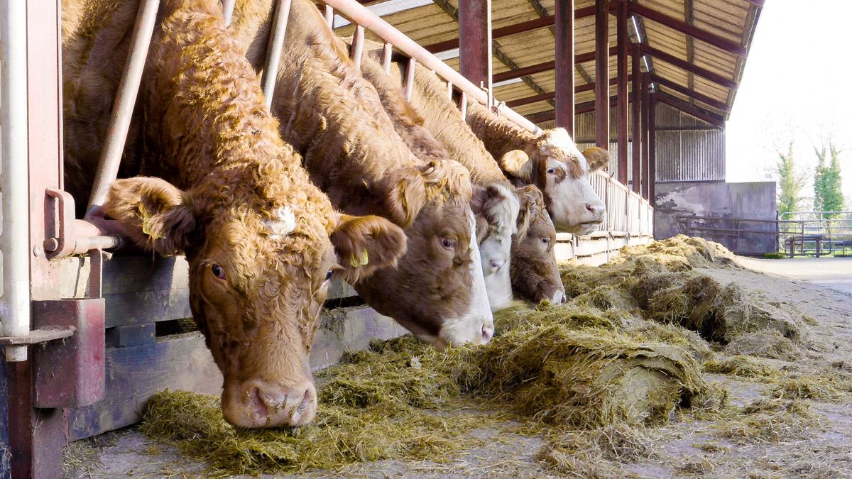 30% increase in livestock theft cases in 2025 - gardaí