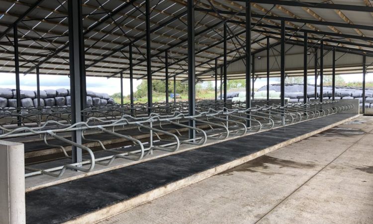 Back In Focus: ‘Biting the bullet’ by building a 150-cubicle shed in Co. Offaly