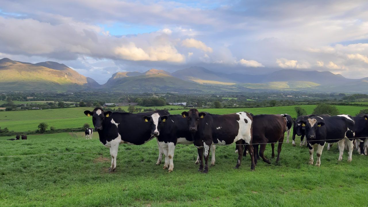 13 measures in new Kerry Dairy Ireland sustainability programme