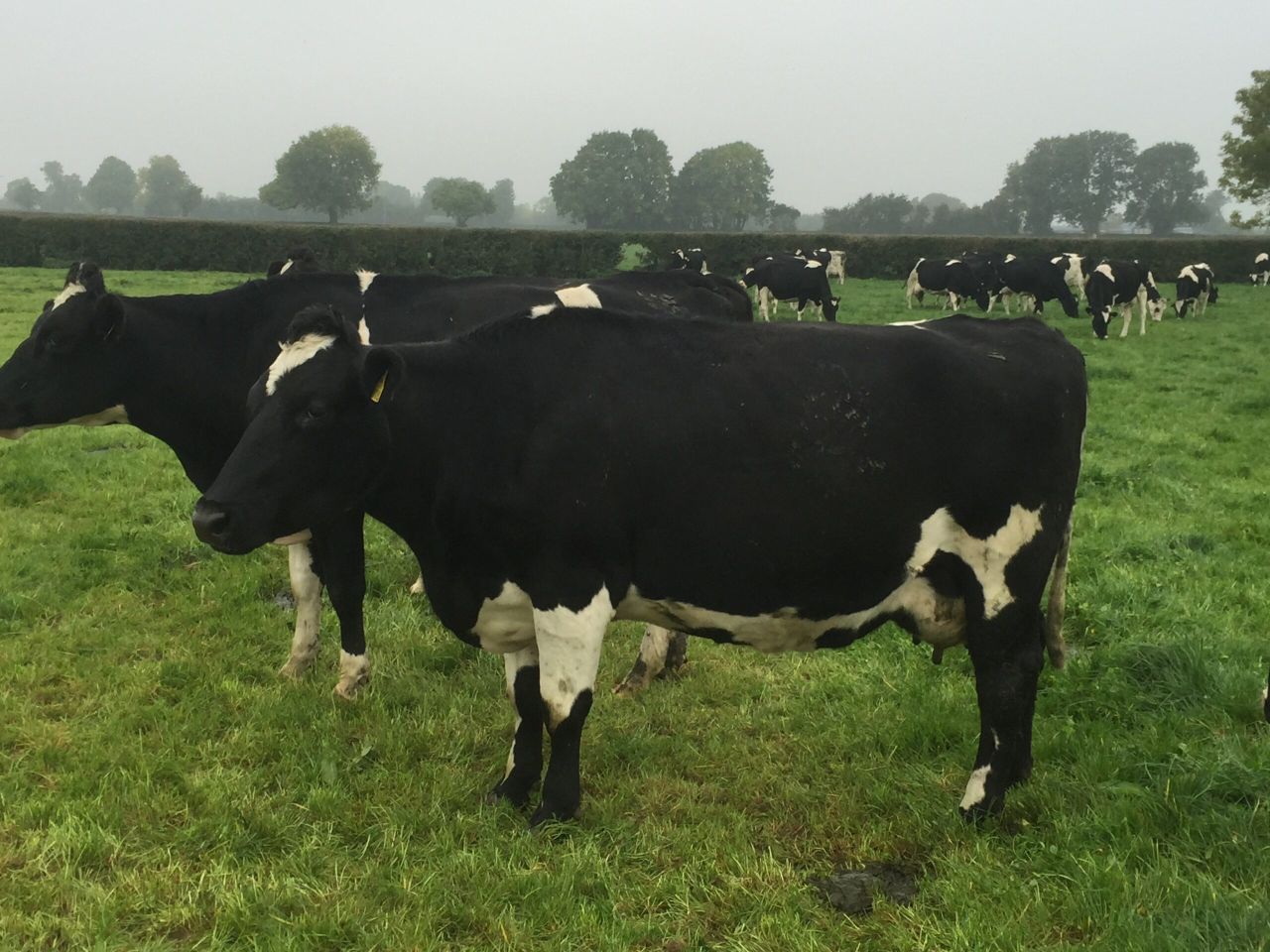 Scope to add 'another cent onto the July milk price'