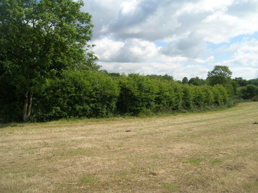 Study: Hedgerow biomass in decline in Ireland