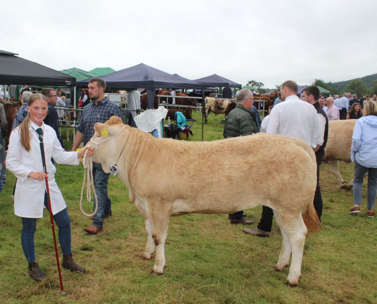 Holstein cow with 'extra ring presence' carries the day at Clogher Valley Show