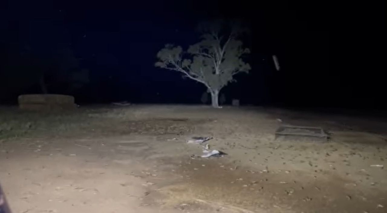 Video: Aussie farmers seek urgent action to combat 'mice plague'