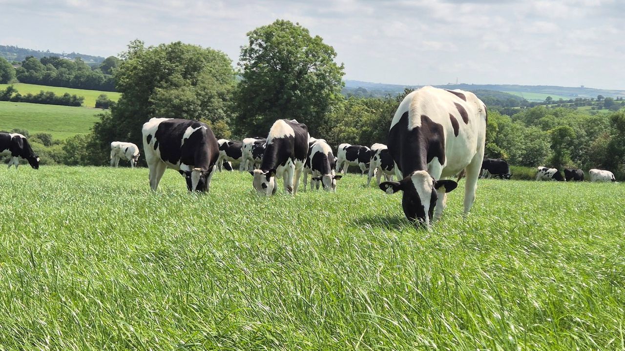 Heifers make up to €4,750 at Lisduff sale