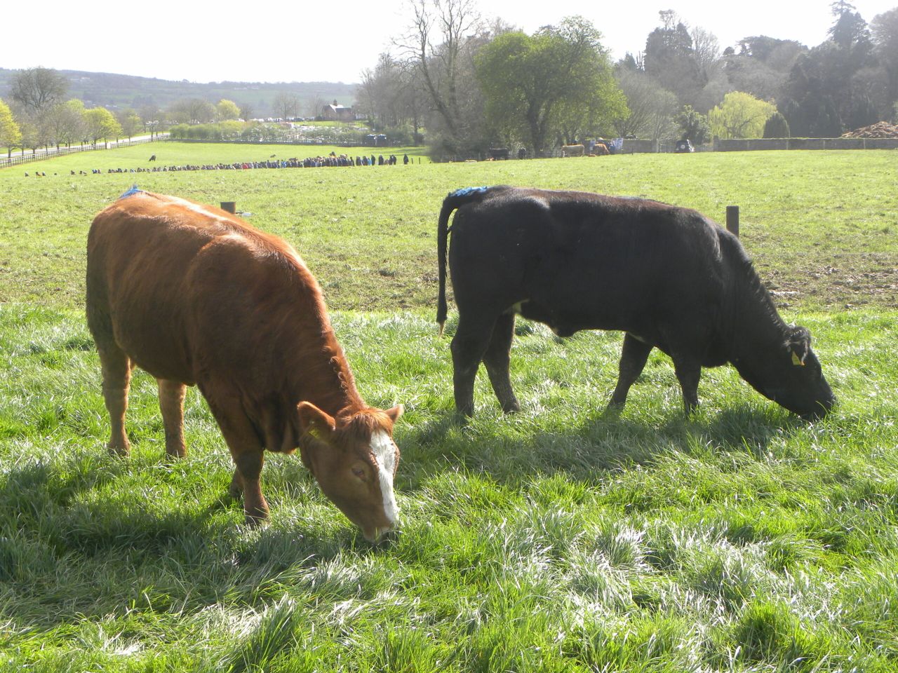Farmers provide excellent care for their animals- Downey