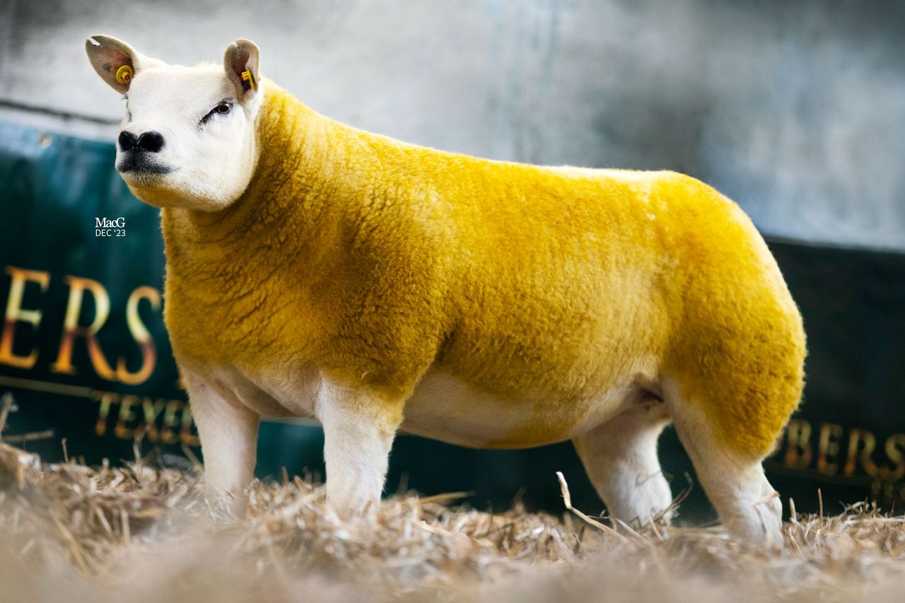 North East Texel Twilight sale set for Carnaross Mart