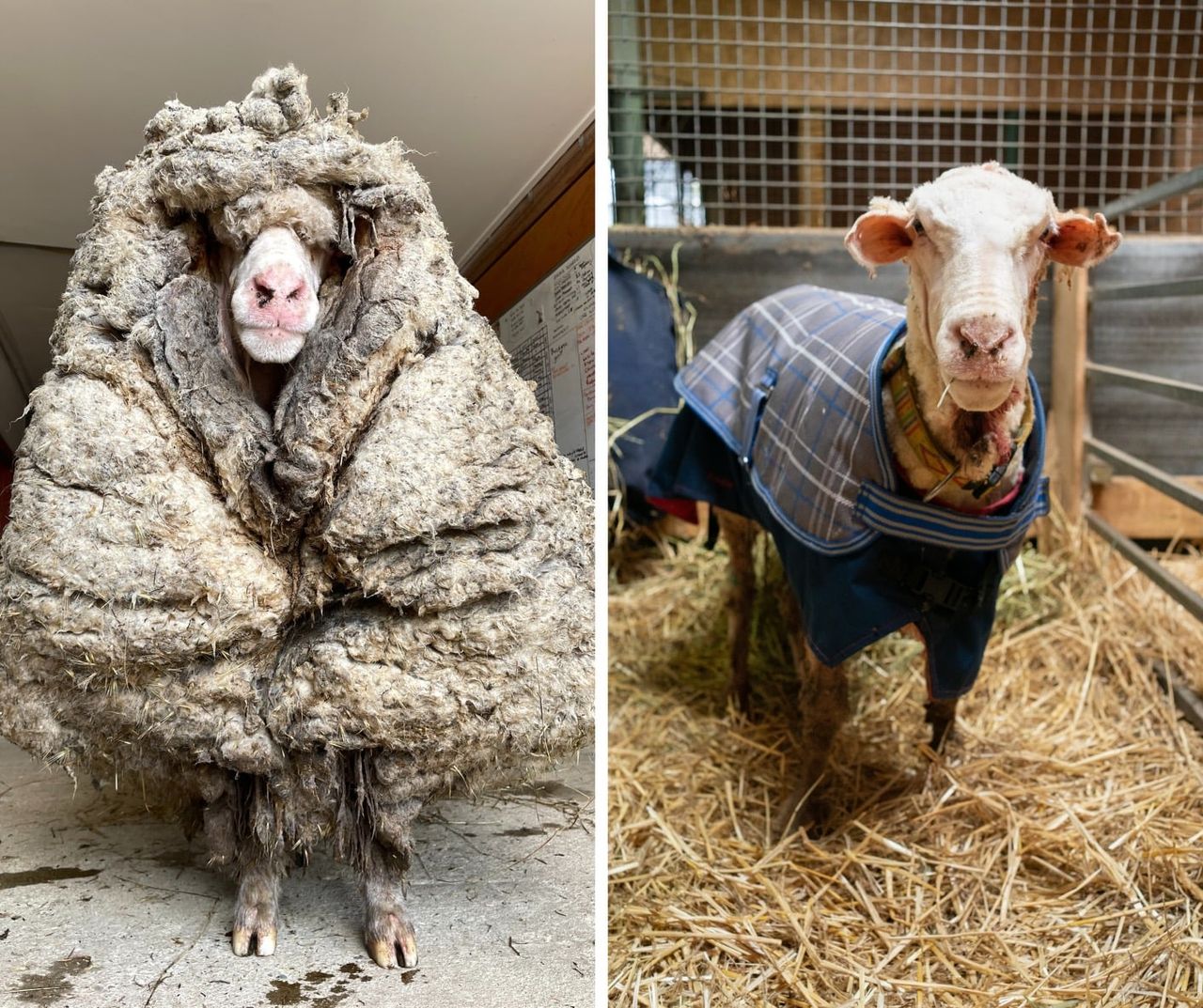 Rescued wild sheep in Australia is shorn of its 35kg fleece