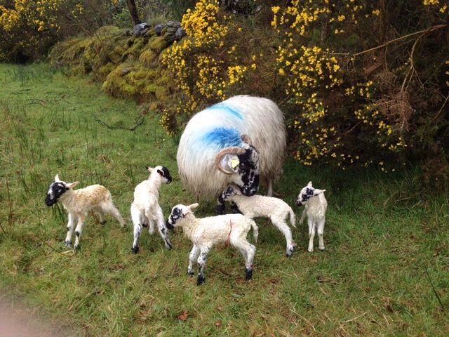 Meet the Scotch ewe in Kerry that gave birth to five lambs this year