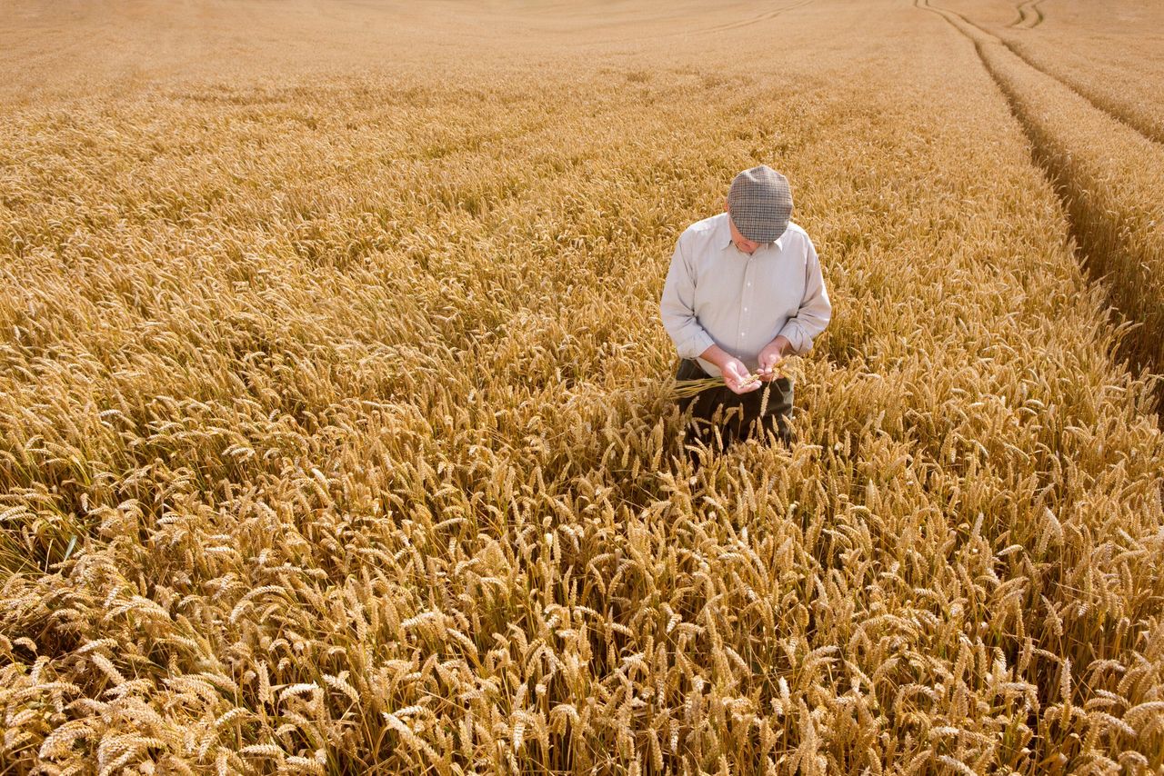 Who's most at risk in agriculture? Men over 60