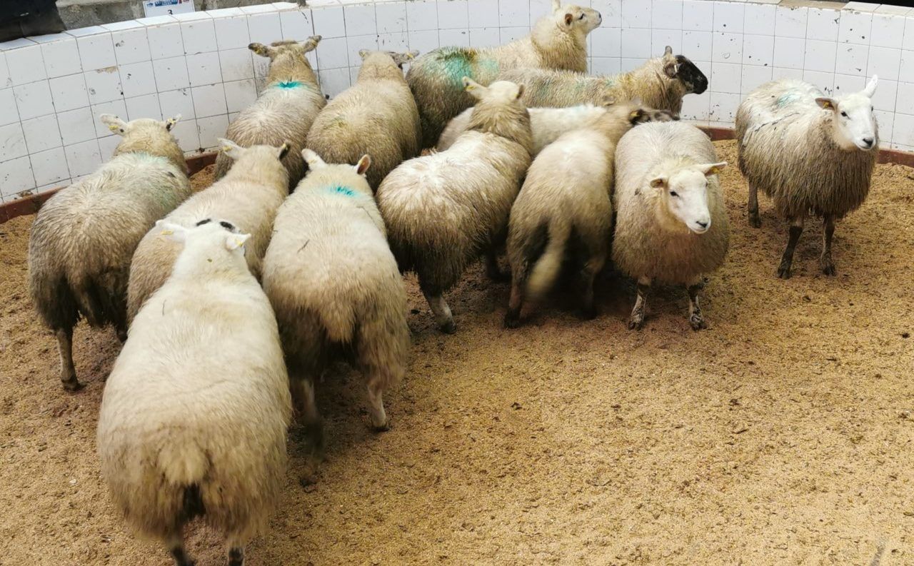Lamb trade 'stronger...with deals to €6.50 now on offer'