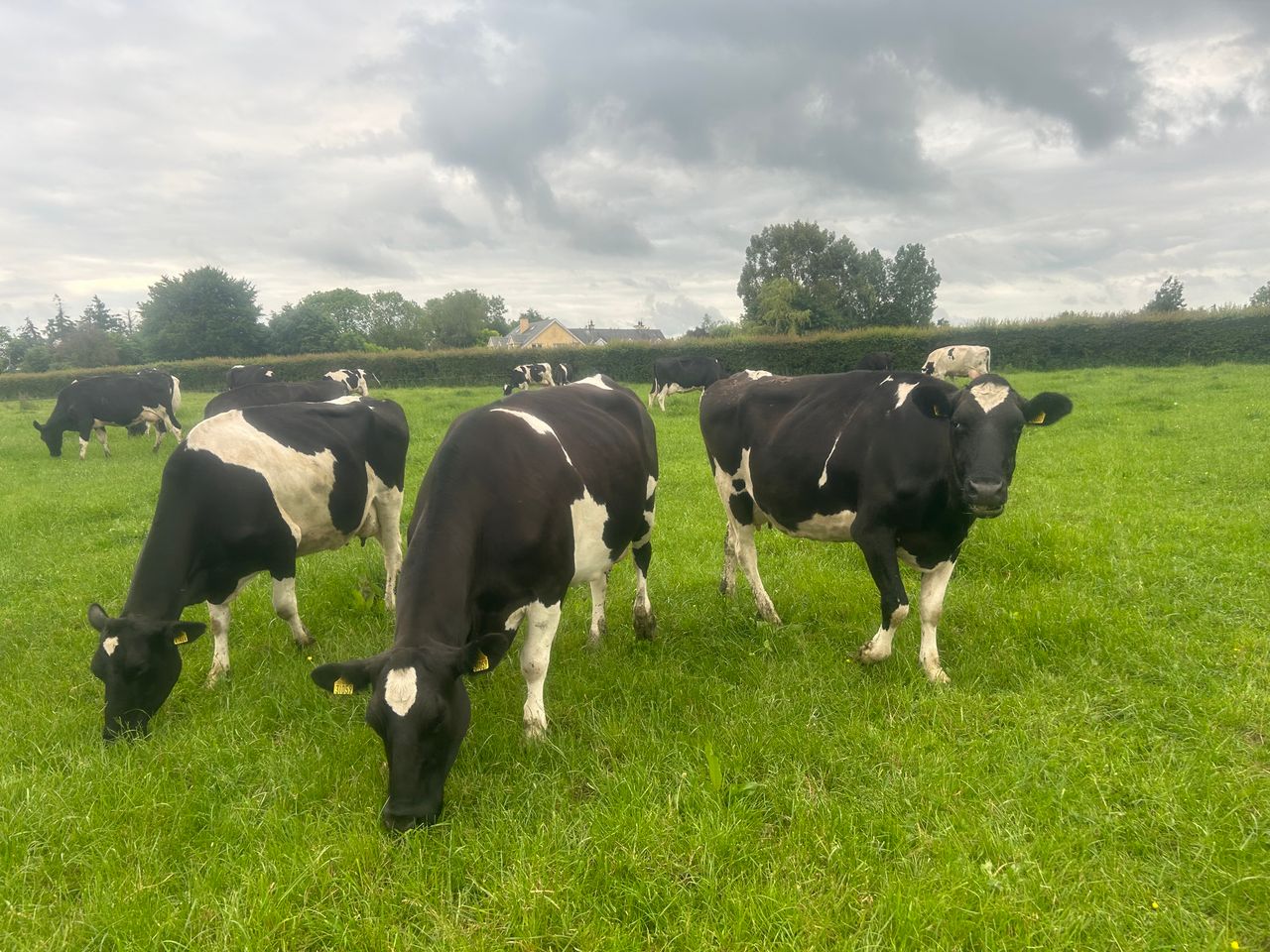 Opinion: Short-term price fluctuations not the sole arbiter of dairy sustainability