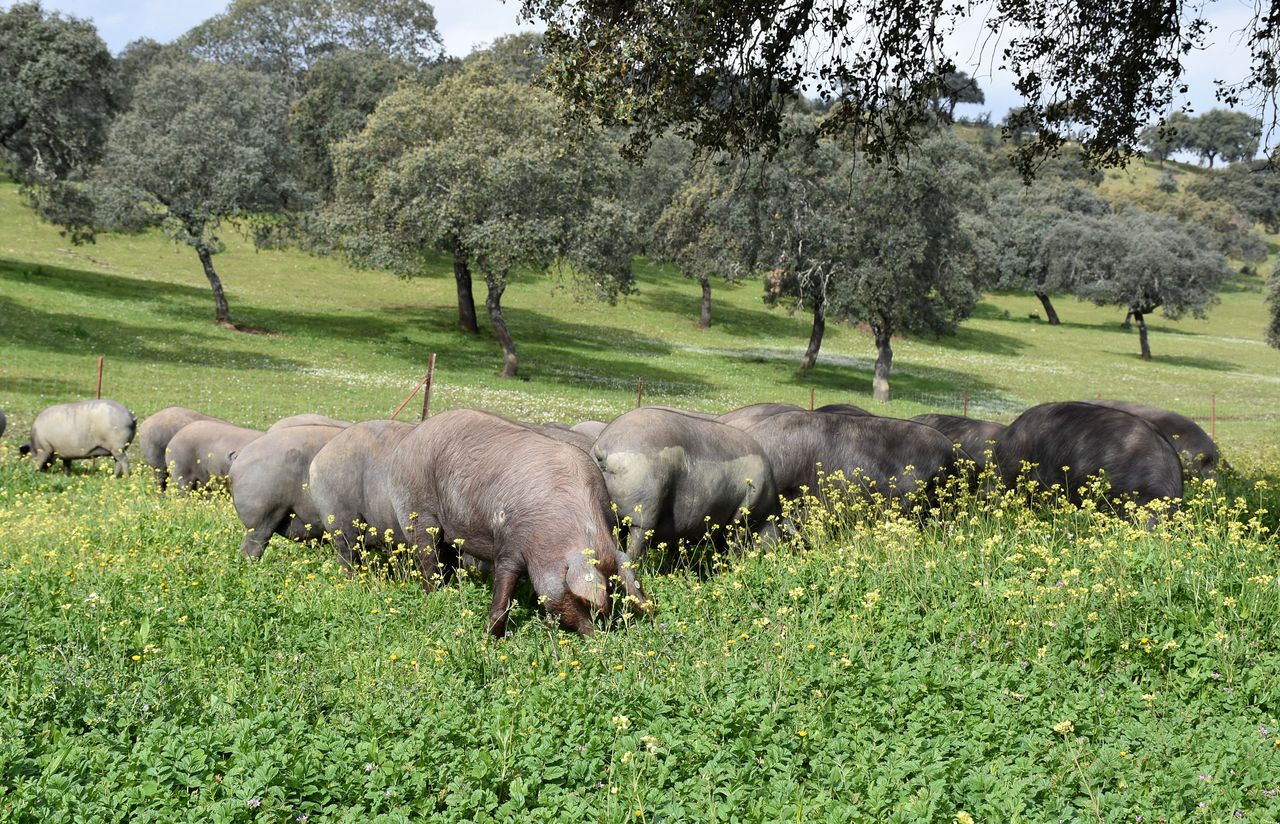 Focus: Rearing free range Iberian pigs on acorns