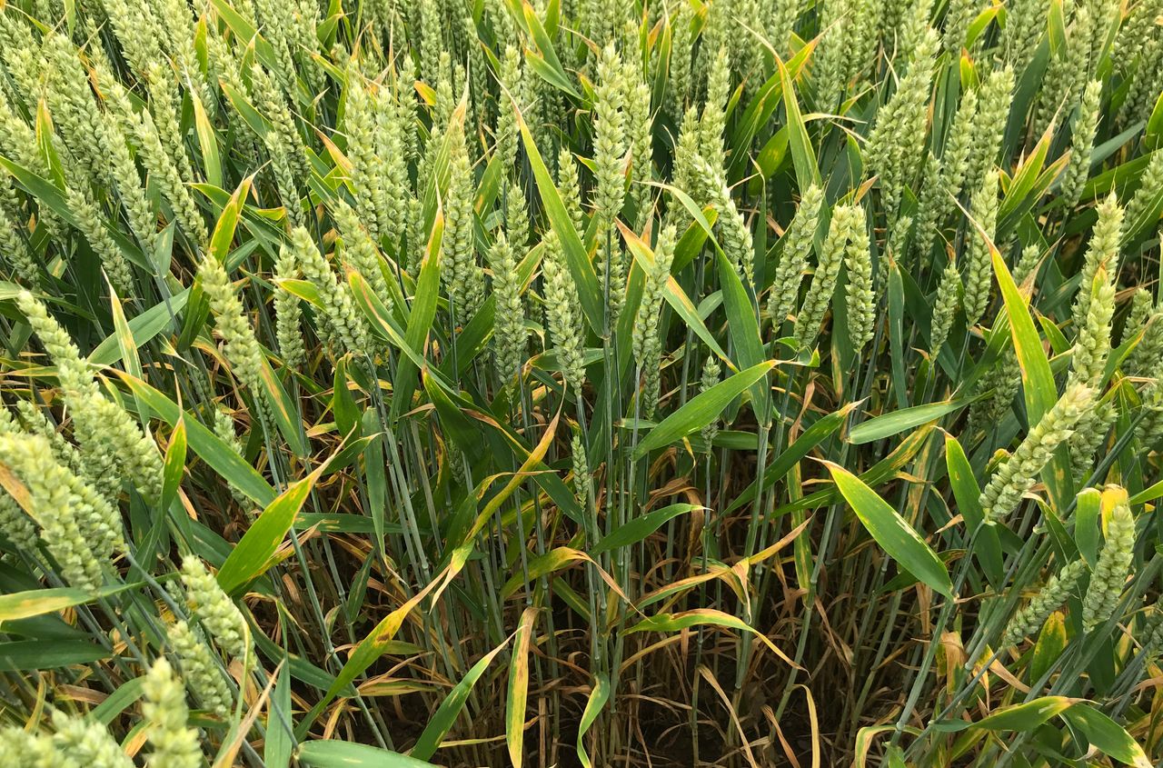 Wheat disease control options for the upcoming season
