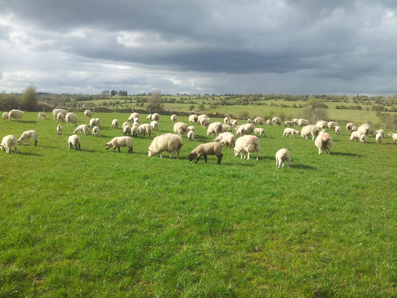 Australian lamb shortage drives up prices, but consumers not biting