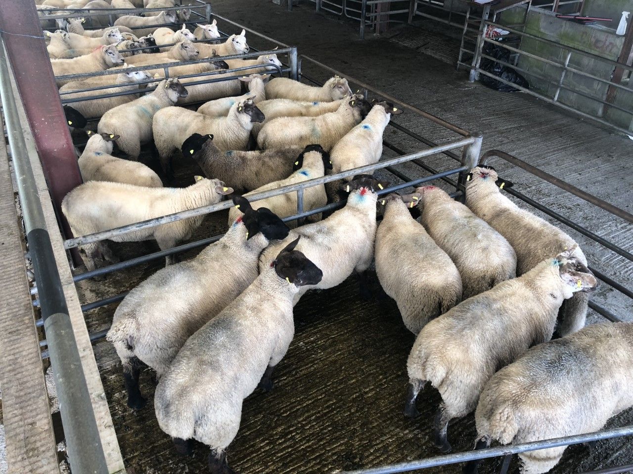 Trade for factory lambs sees the biggest hit at Loughrea Mart