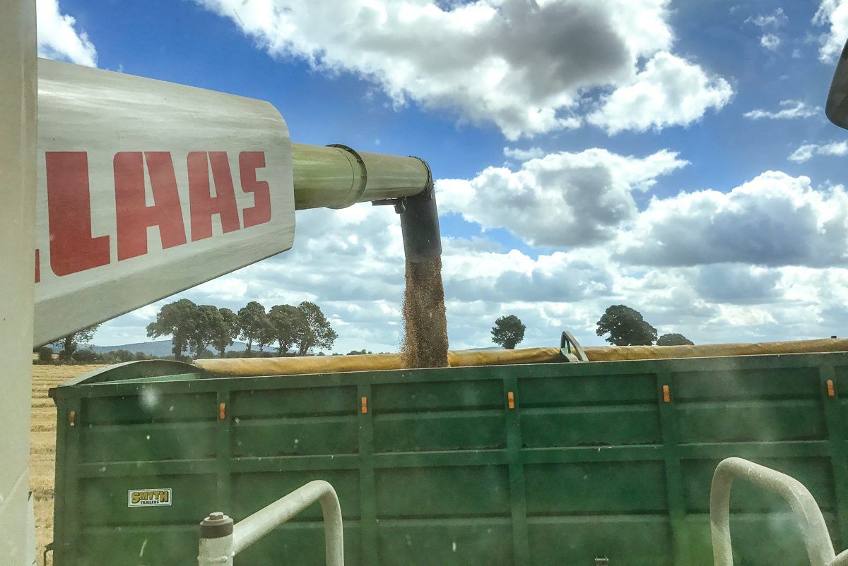 Tillage focus: Harvesting wheat, sowing forage crops and selling grain
