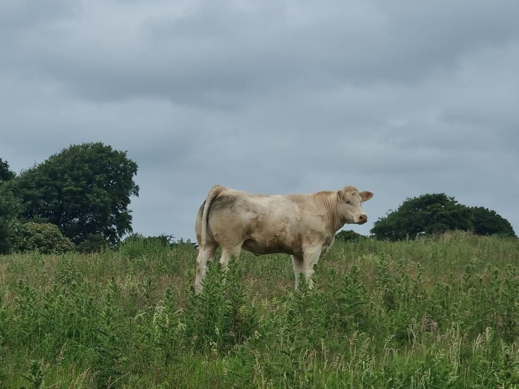 Sixmilebridge weanling sales offering €5,700 prize money