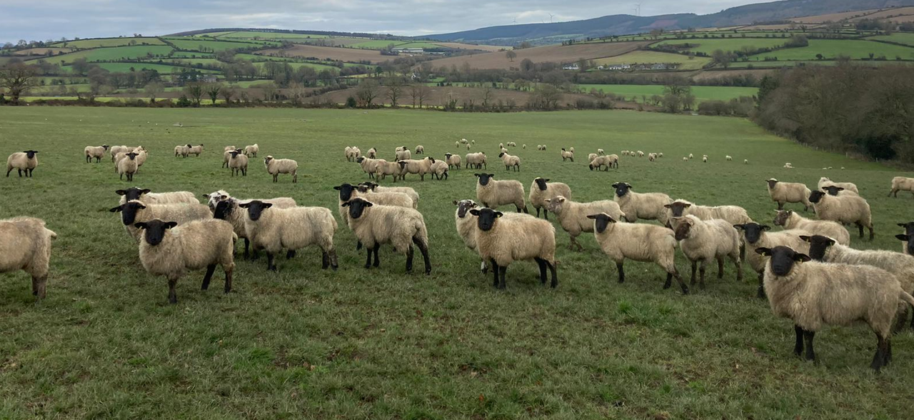 ABP Demo Farm: Update on store lamb performance