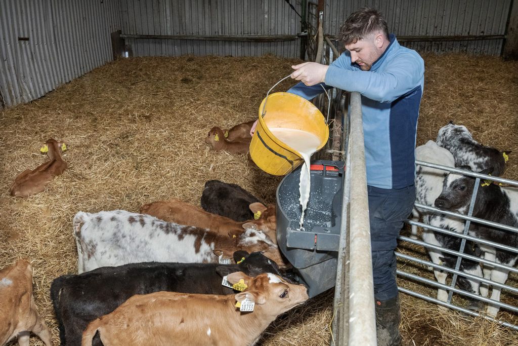 Jonathan Sheehan feeding calves, ensuring each animal gets a high quality and well-mixed feed. Source: Feed for Growth