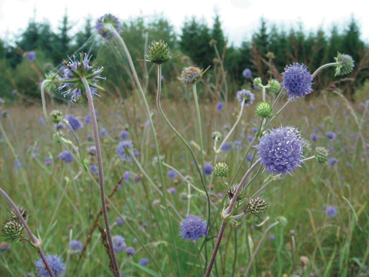 Celebrate Ireland's peatlands this International Bog Day