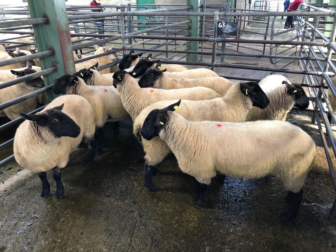 Sheep trade: Farmers finally able to kill factory-fit lambs as beef protests come to a halt