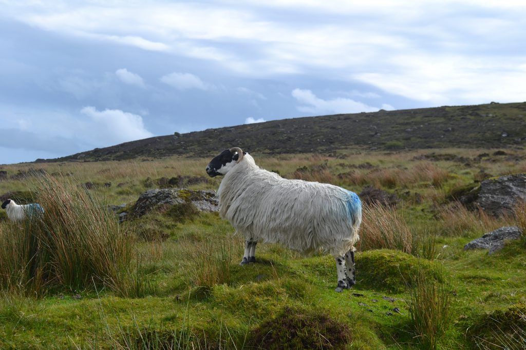 Sheep are integral to upland management - INHFA