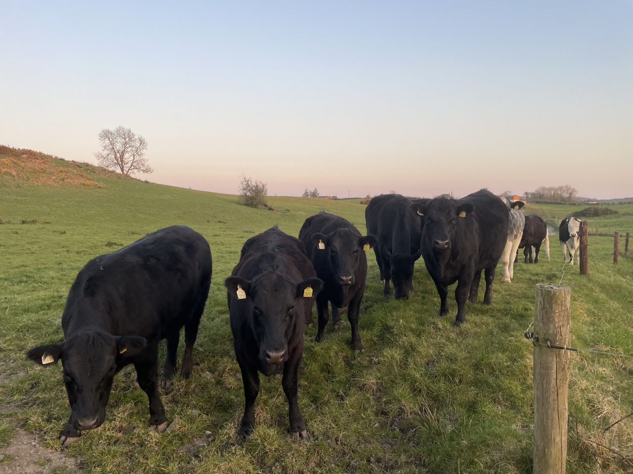 Factory quotes: 30c/kg taken off peak beef price offers