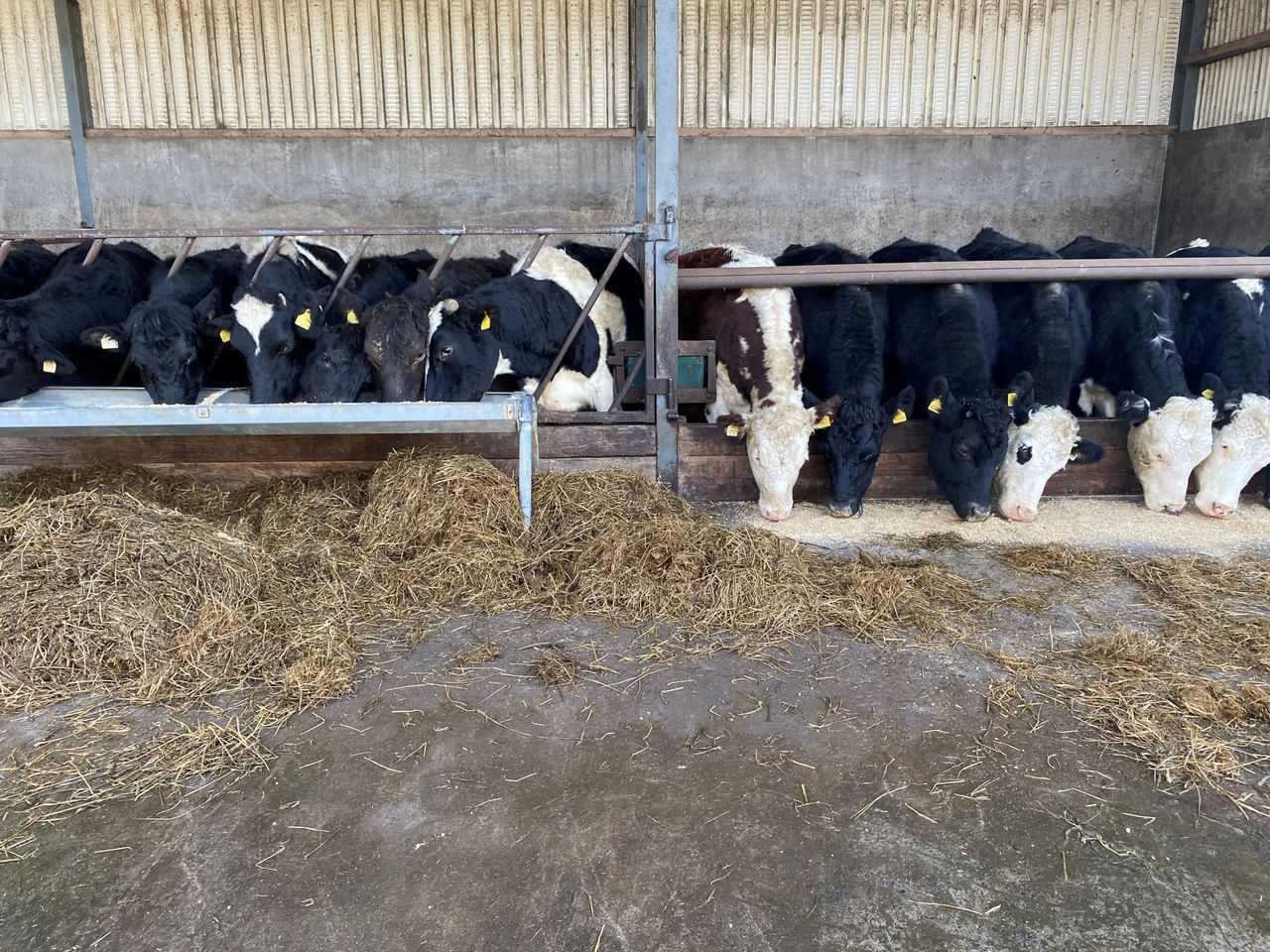 Is a secondary lice treatment needed in the cattle shed?