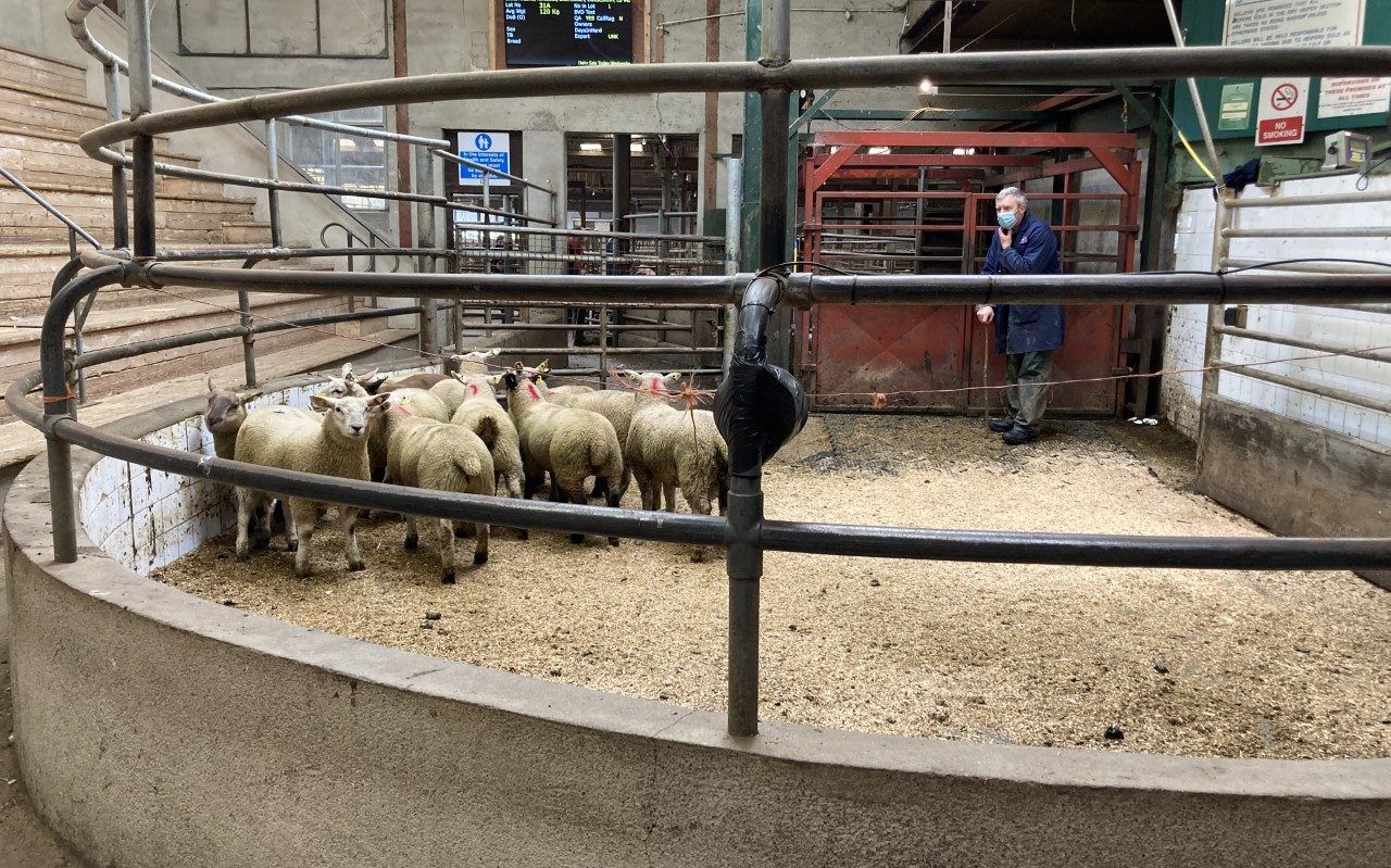 'Strong appetite from factories for sheep' - McNamara