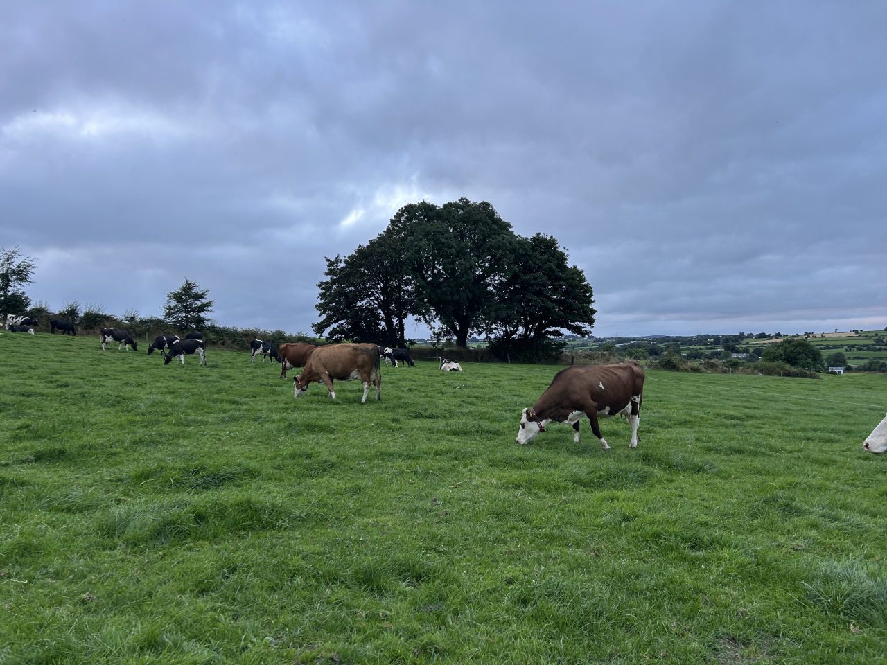 Three-way cross-breeding, robots &amp; using Waters of LIFE funding in Cork