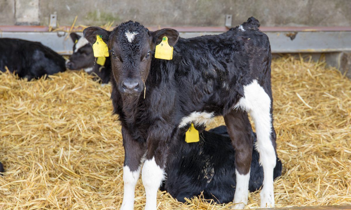 Further CalfCare events postponed due to cold snap