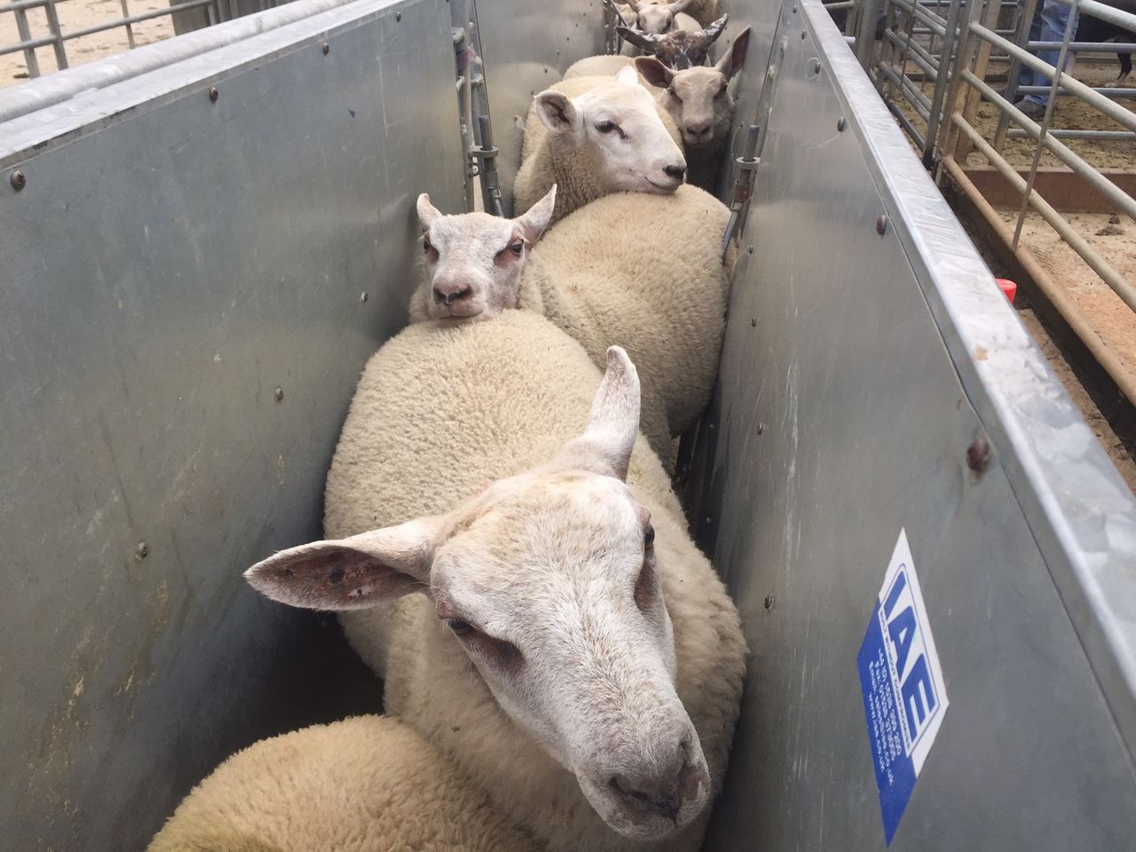 Sheep slaughter figures shoot up by 33.5% in March - CSO