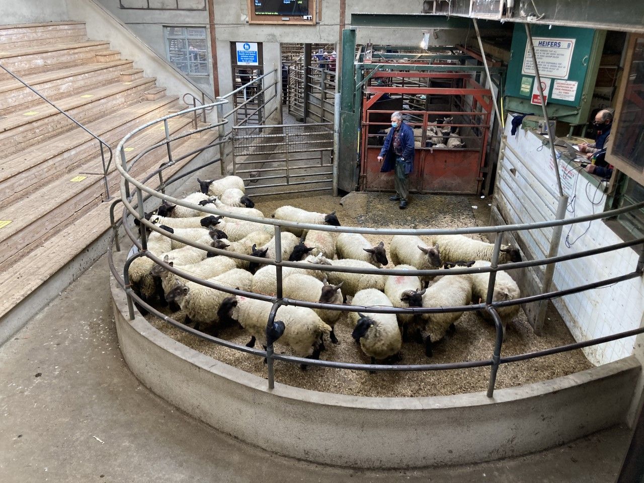 Pics from the mart: Strong trade for spring lambs and hoggets at Enniscorthy