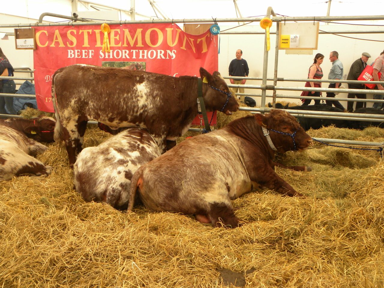 Balmoral Show 2021 - the jury is still out
