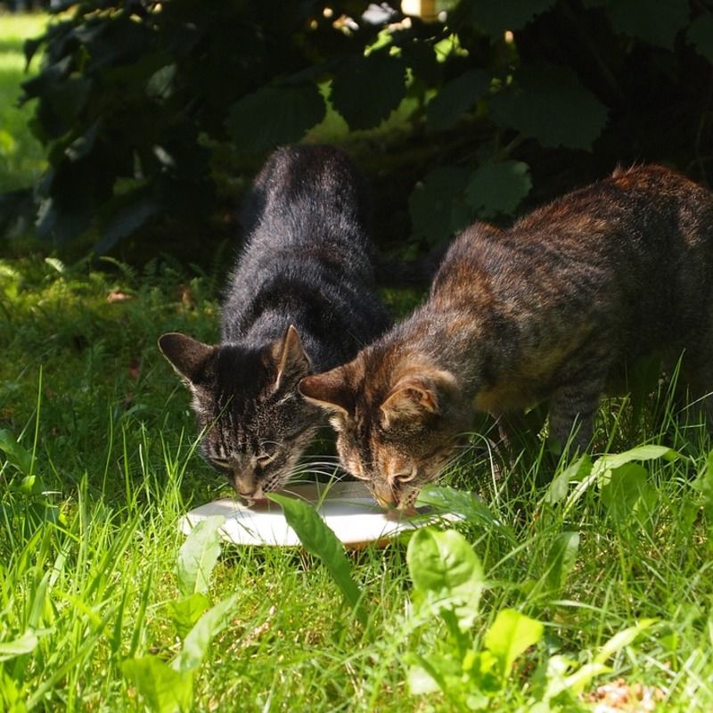 Bird flu contaminated milk causes deaths of cats in US