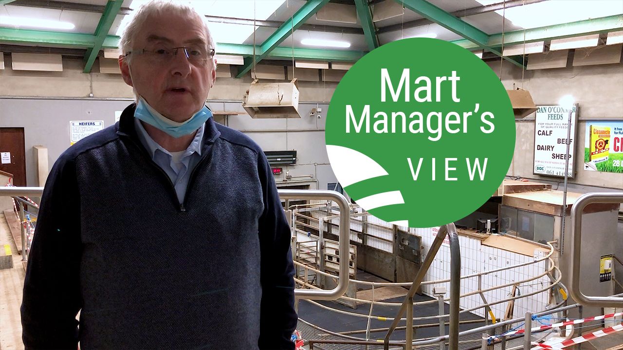 Ennis Mart: Strong showing of spring lambs peaked at €171/head