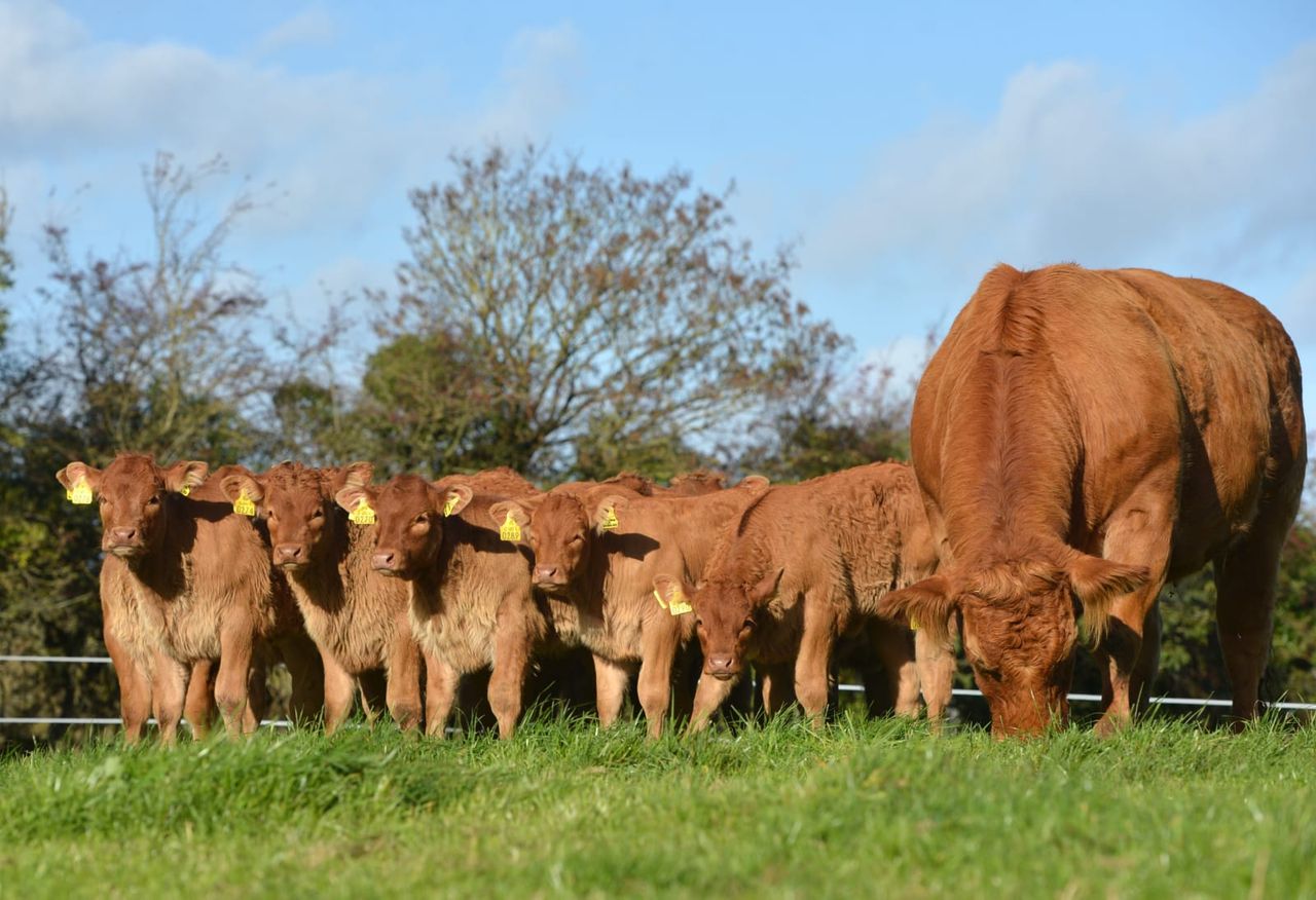 What's involved with embryo transfer in cattle?