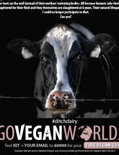 Complaints over Irish ad declaring dairy as ‘inhumane’ rejected by regulator