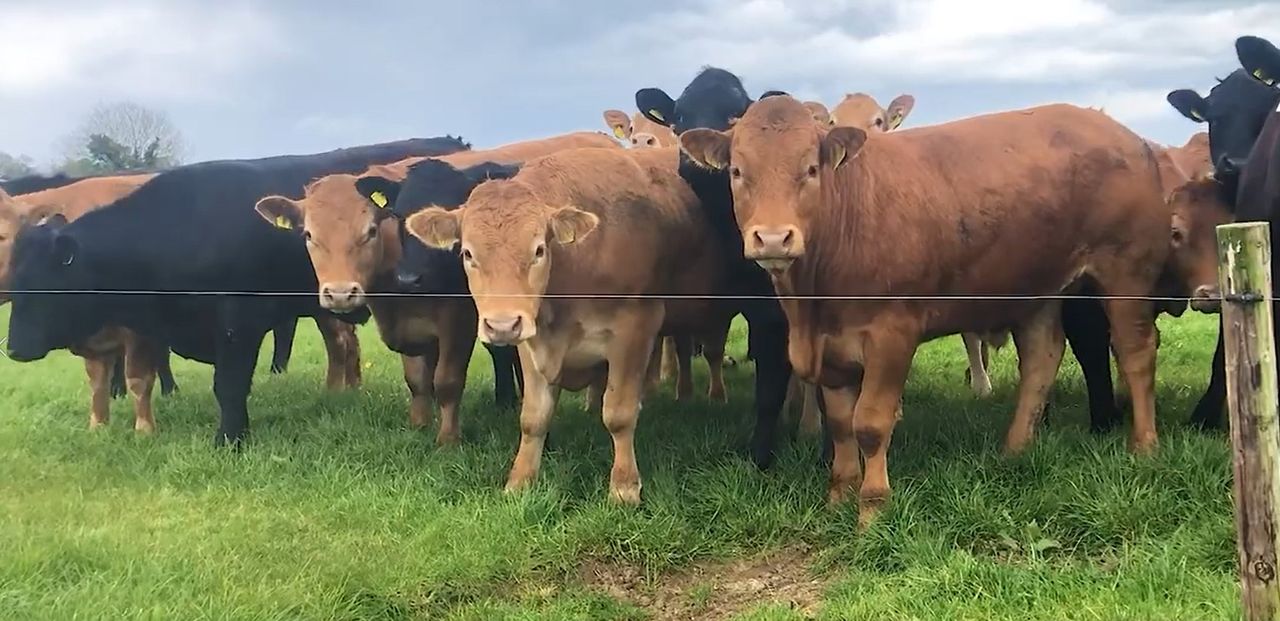 Has liver fluke been an issue on your farm?